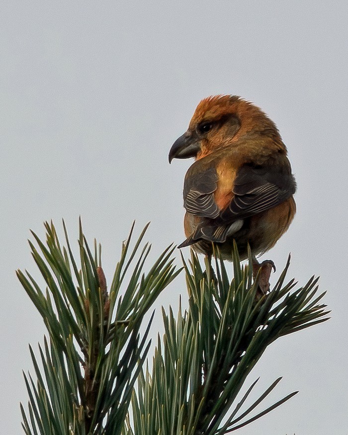 Crossbill