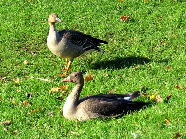 Tundra Bean Goose
