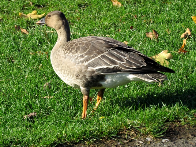 Tundra Bean Goose