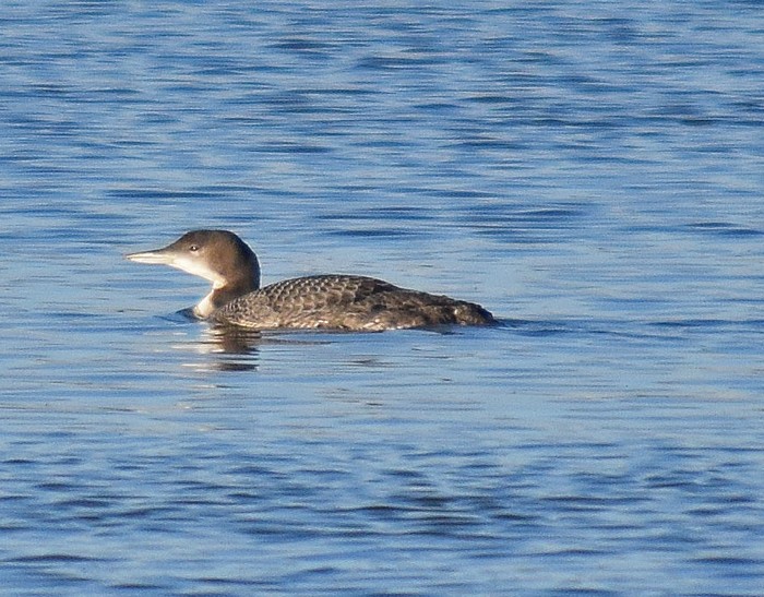 Great Northern Diver