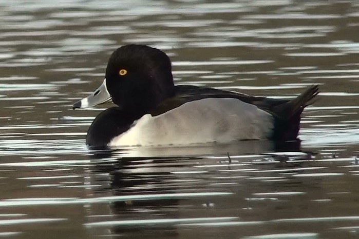 Ring-necked Duck