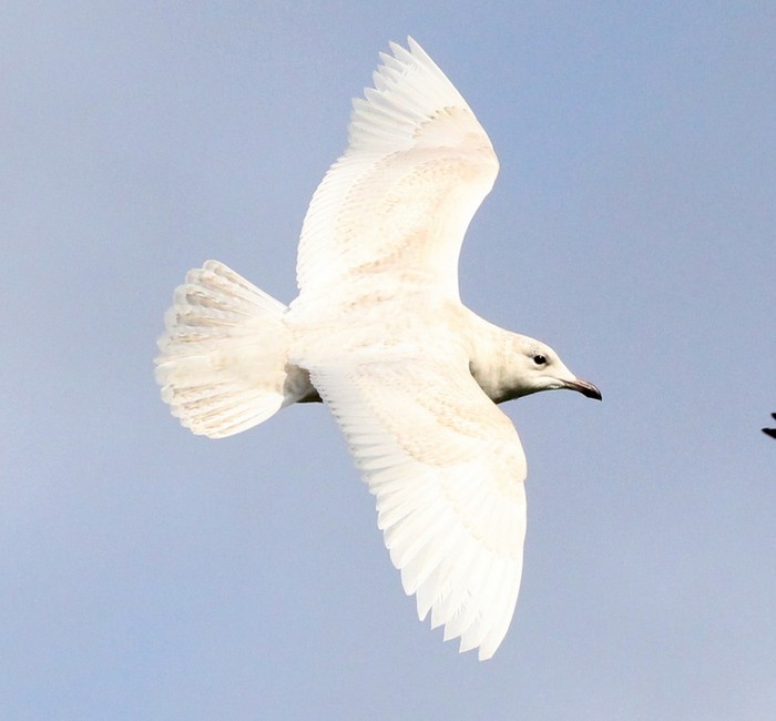 Iceland Gull