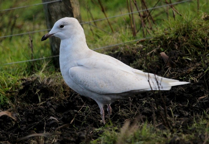 Iceland Gull