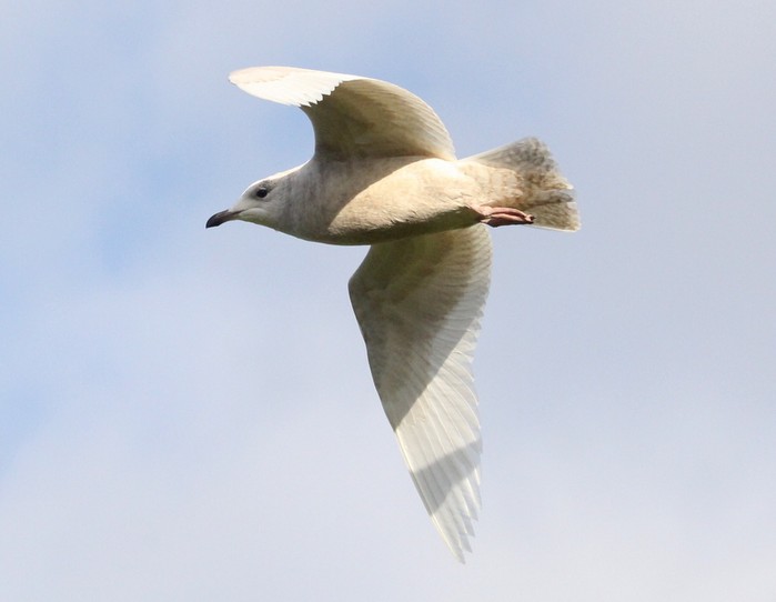 Iceland Gull