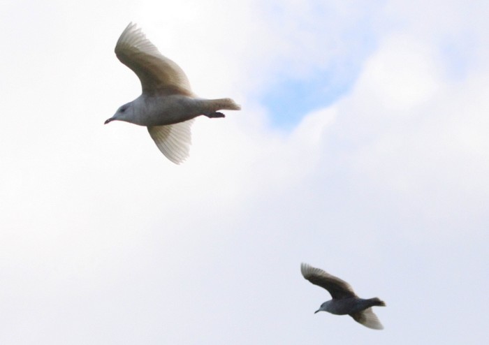 Iceland Gull