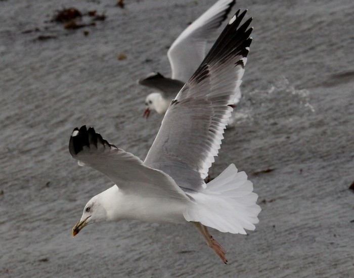 Yellow-legged Gull