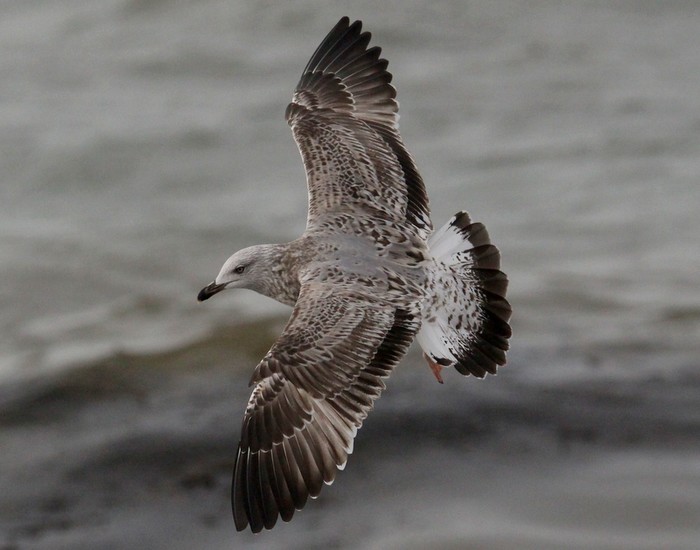 Yellow-legged Gull