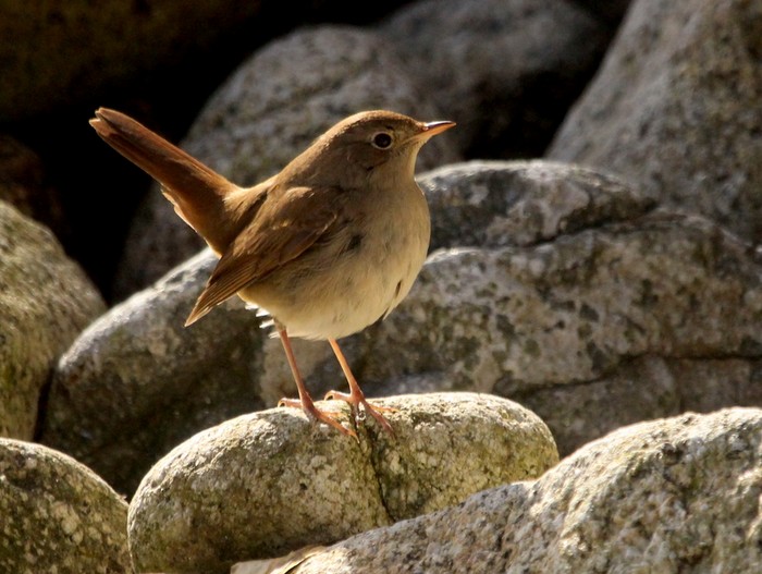 Nightingale