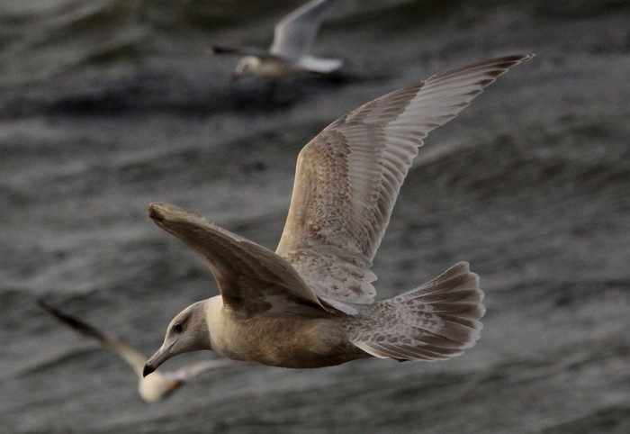 Glaucous Gull