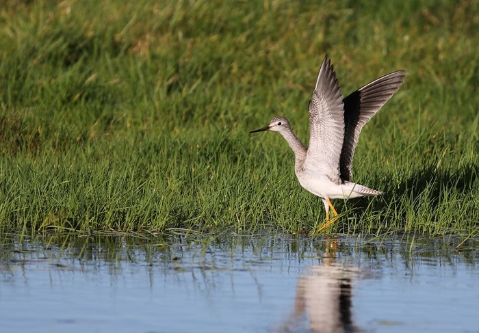 Lesser Yellowlegs