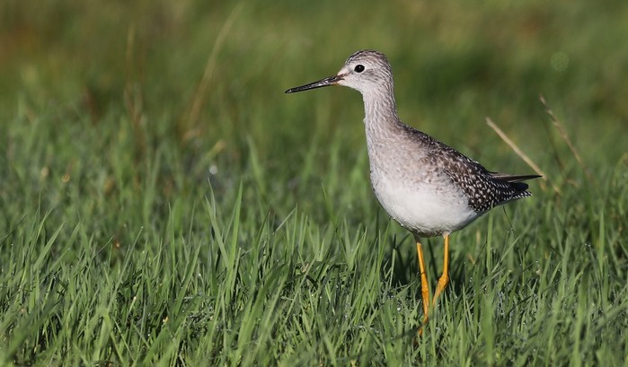Lesser Yellowlegs