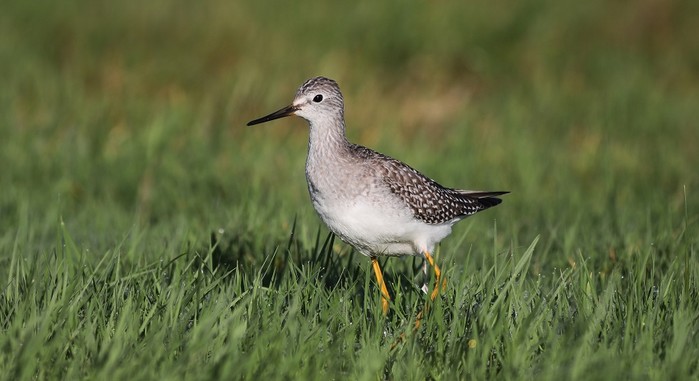 Lesser Yellowlegs