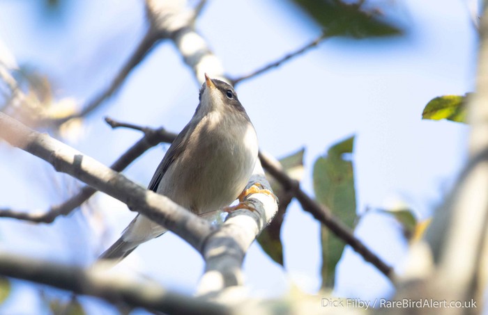 Dusky Warbler