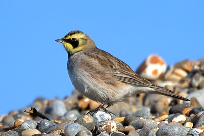 Shorelark