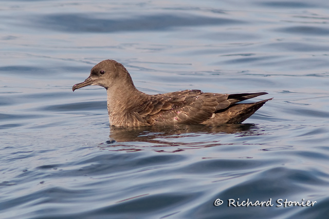 Sooty Shearwater