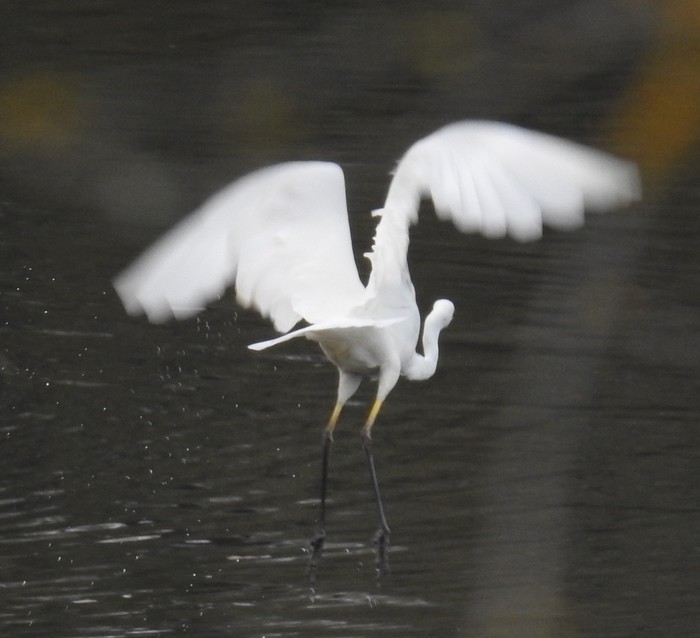 Great White Egret