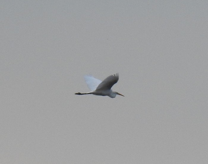 Great White Egret