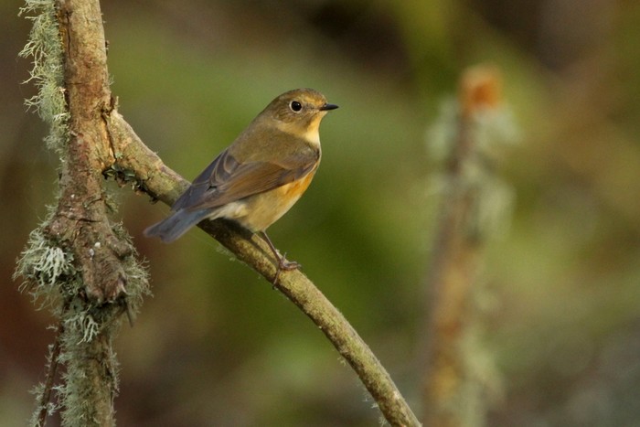 Red-flanked Bluetail