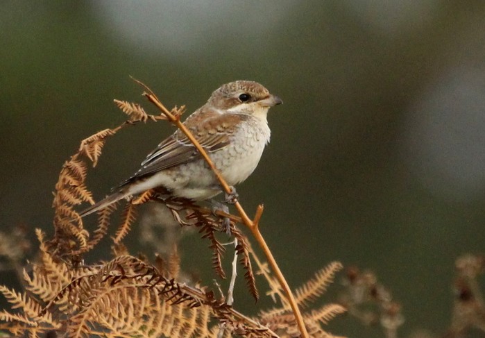 Red-backed Shrike