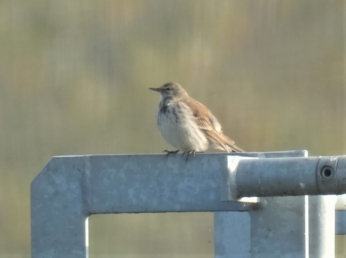 Water Pipit