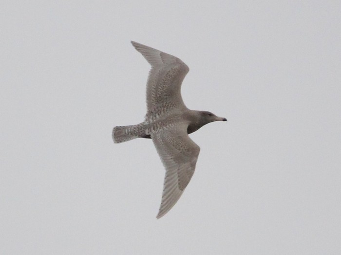 Glaucous Gull