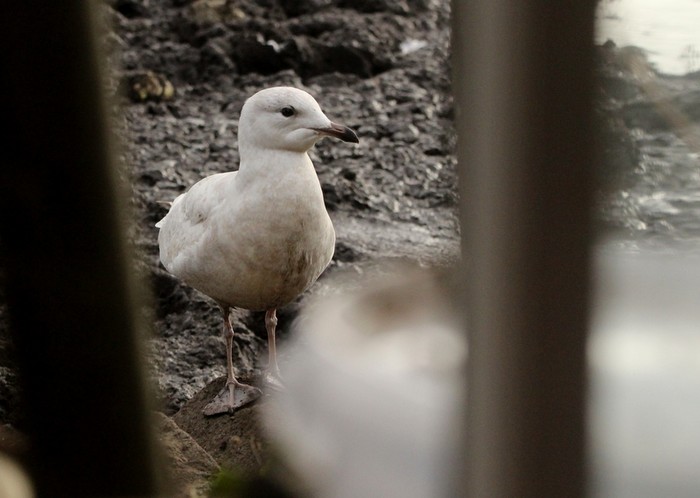 Iceland Gull