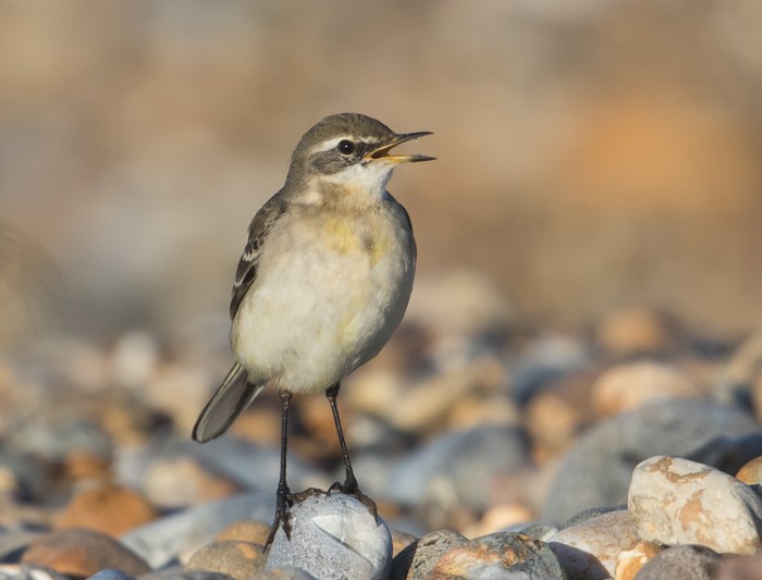 Blue-headed Eastern Yellow Wagtail