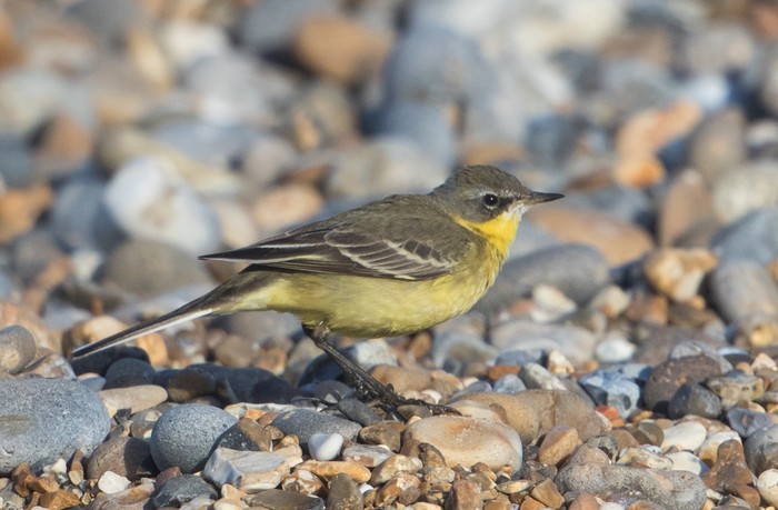 Blue-headed Eastern Yellow Wagtail
