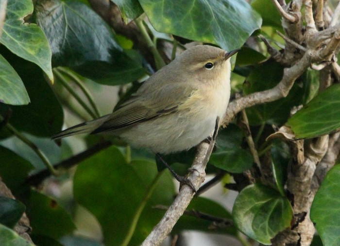 Siberian Chiffchaff
