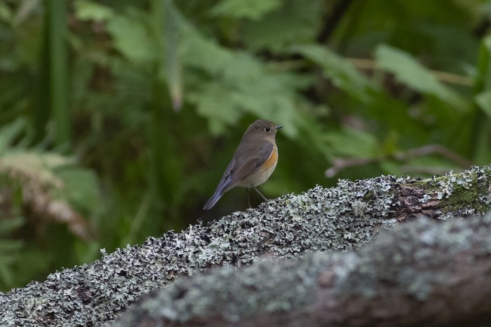 Red-flanked Bluetail