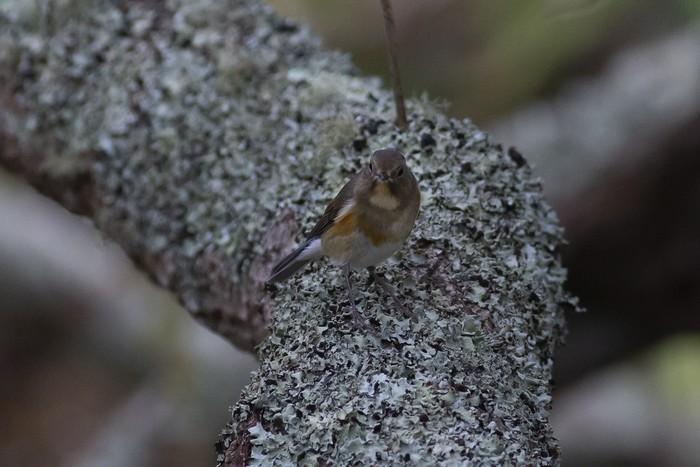 Red-flanked Bluetail