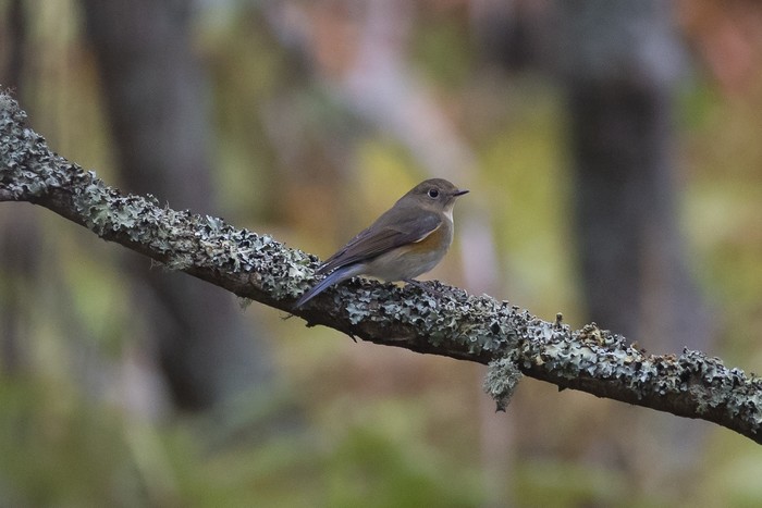 Red-flanked Bluetail
