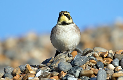 Shorelark