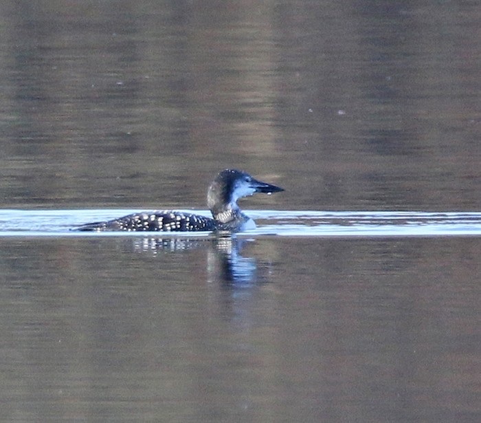 Great Northern Diver