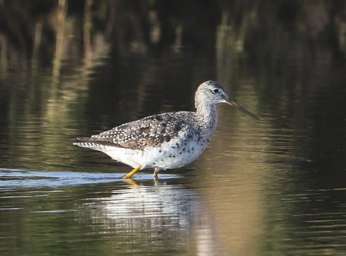Greater Yellowlegs