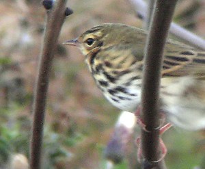 Olive-backed Pipit