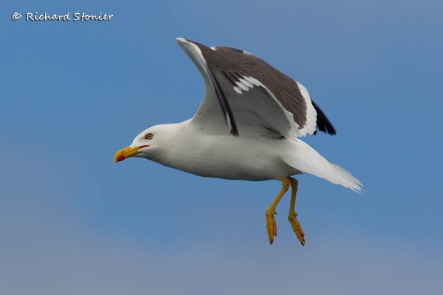 Lesser Black-backed Gull