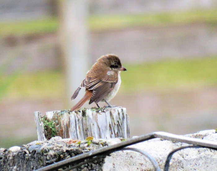 Brown Shrike