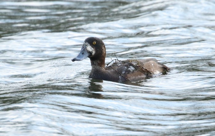 Scaup