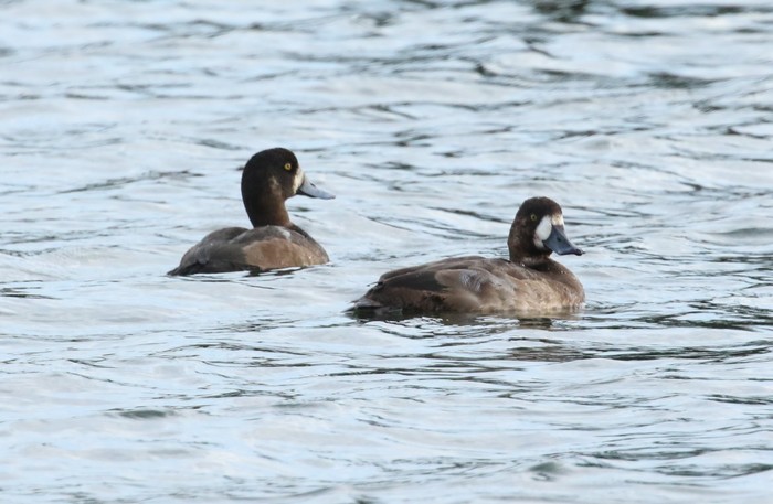 Scaup