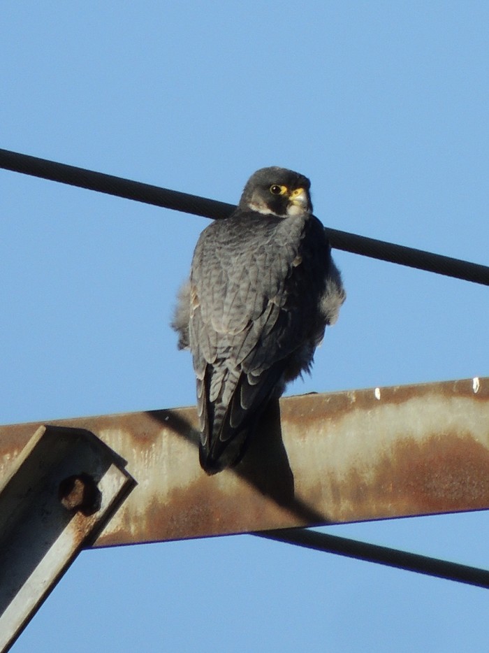 Peregrine