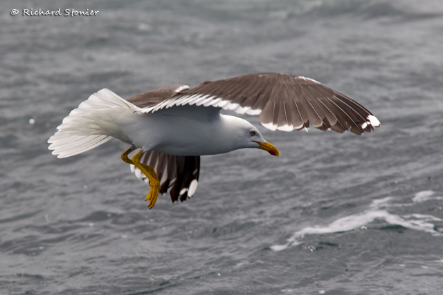 Lesser Black-backed Gull
