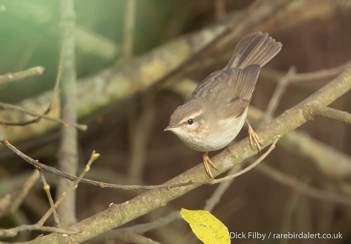 Dusky Warbler