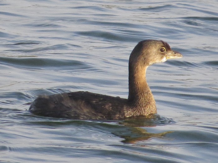 Pied-billed Grebe