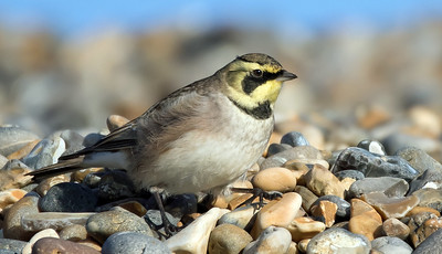 Shorelark