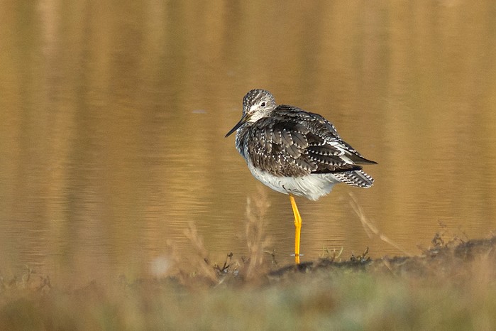 Greater Yellowlegs