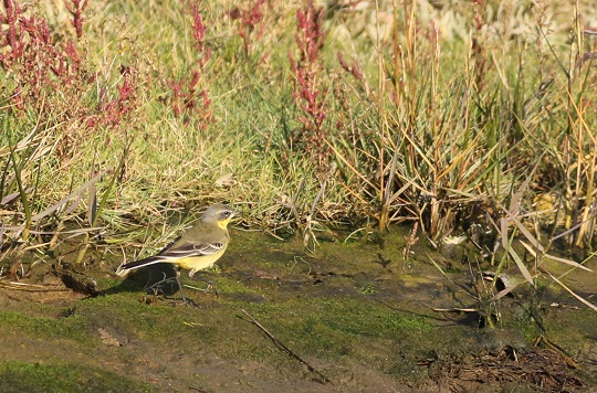 Eastern Yellow Wagtail