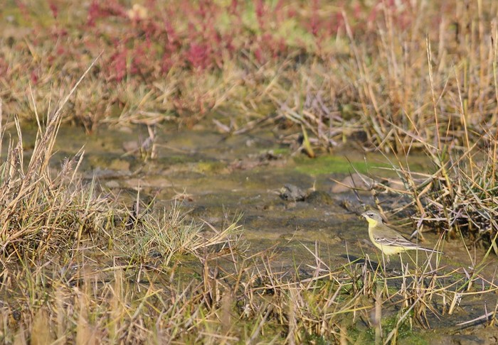 Eastern Yellow Wagtail
