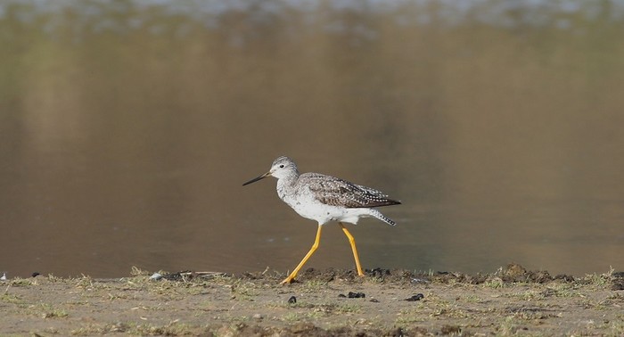 Greater Yellowlegs