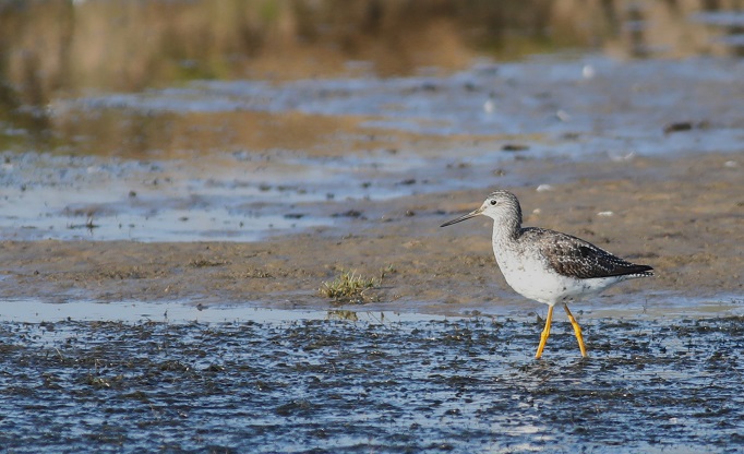 Greater Yellowlegs